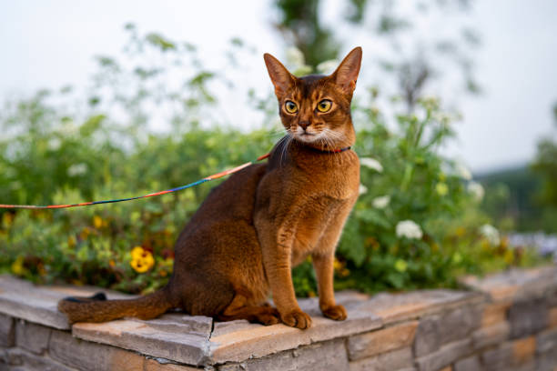 istock An Abyssinian cat plays outdoors on a sunny day 1394105343