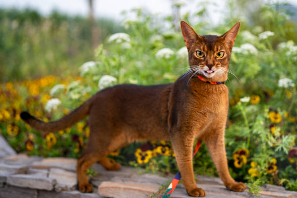 An Abyssinian cat plays outdoors on a sunny day