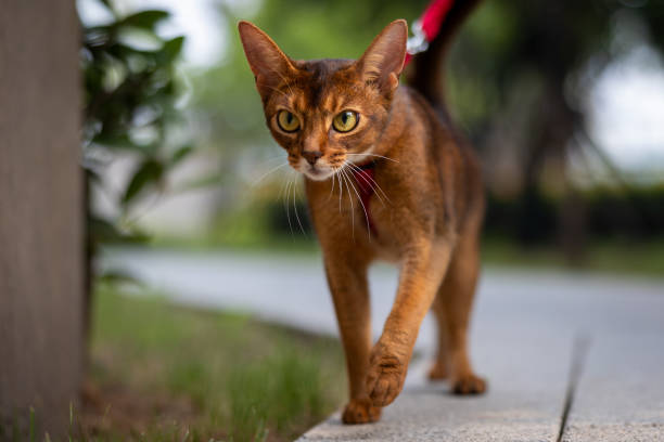 istock An Abyssinian cat plays outdoors on a sunny day 1394105422