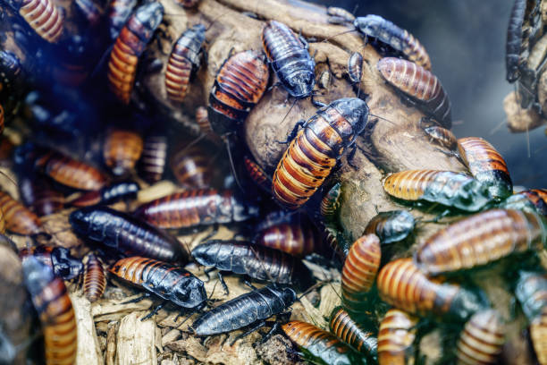 Madagascar hissing cockroach Close-up image of a colony of Madagascar hissing cockroach (Gromphadorhina portentosa) wood log close up stock pictures, royalty-free photos & images