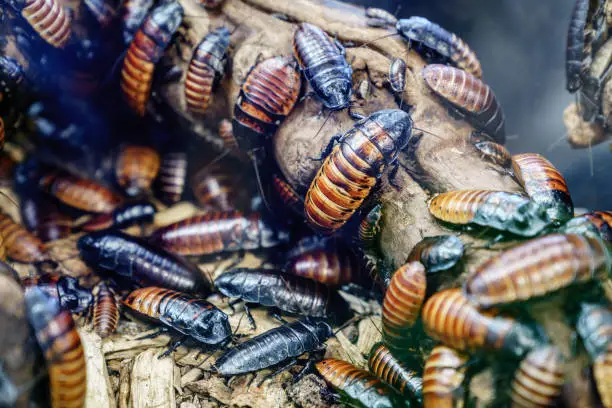 Photo of Madagascar hissing cockroach