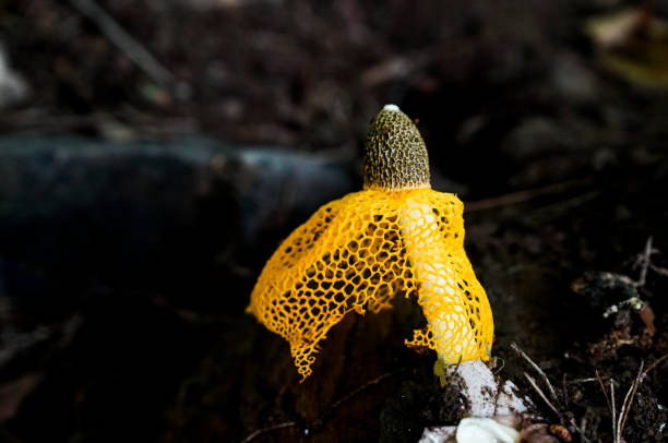 A yellow gourd mushroom seen from the front of the lung tunnel.