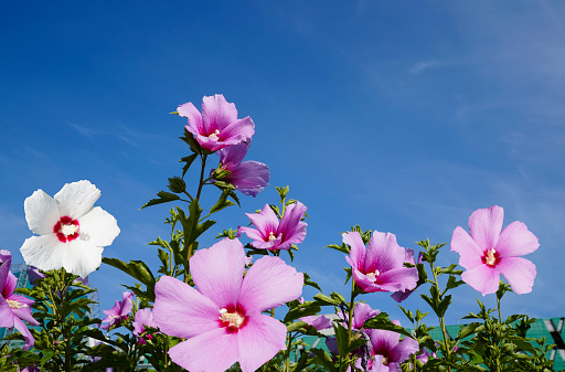 Korea's national flower, Rose of Sharon