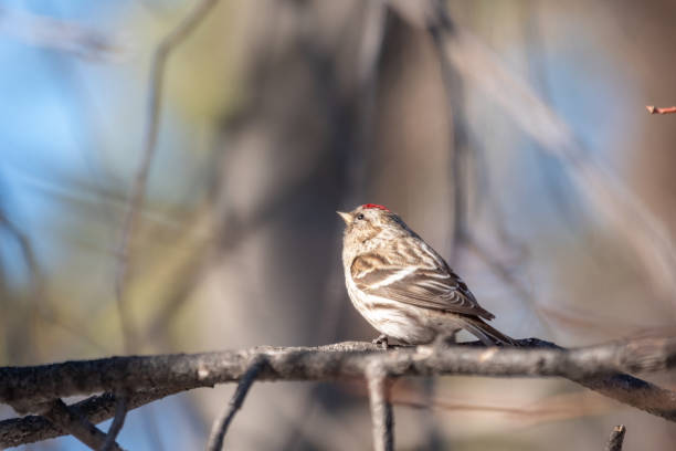 istock Common redpoll female, cute bird with bright red patch on its forehead sits on tree branch without leaves in sunny spring day. 1394107318