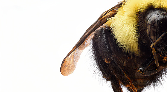 An extreme close view of bee off to one side.