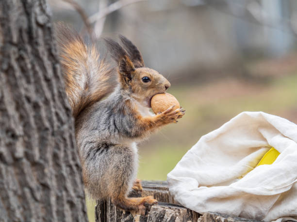 istock A squirrel with a nut sits on a stump in spring or summer. 1394108061