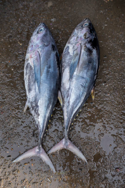 istock Fresh Tuna at Traditional Market 1394110139