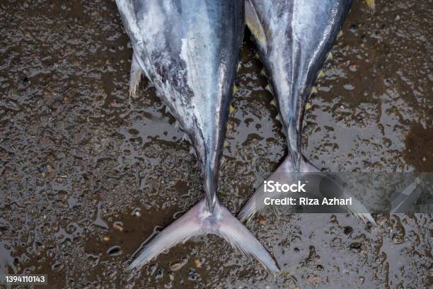 Closeup Of Yellow Fin Stock Photo - Download Image Now - Acid, Animal, Auction
