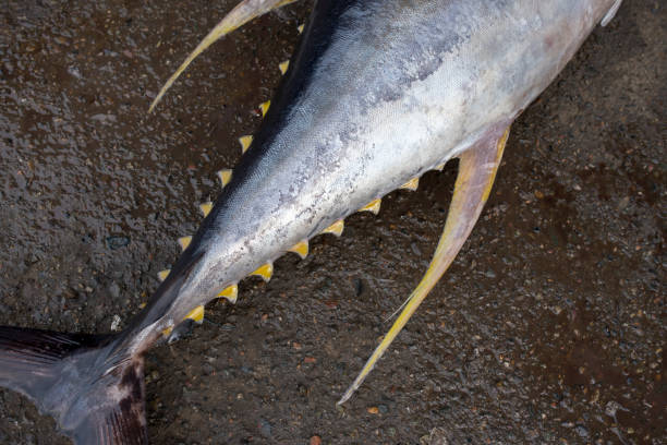 istock close-up of yellow fin 1394110683