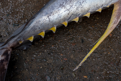 close-up of yellow fin