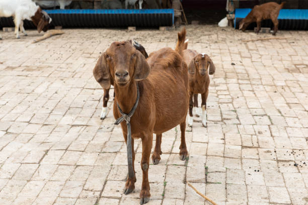 istock brown goat is standing in the sheepfold 1394110885