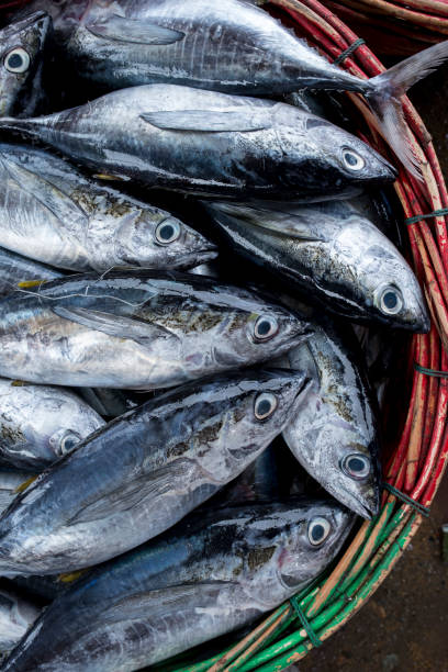istock Small Tuna Fish in Traditional Market 1394111004