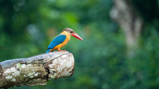 Young oriental dwarf kingfisher perching on a branch.