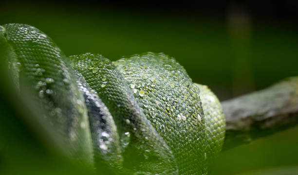Snake resting in the tropical green rainforest