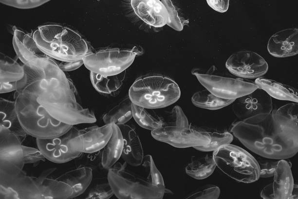 istock Jellyfish in the deep sea 1394112197