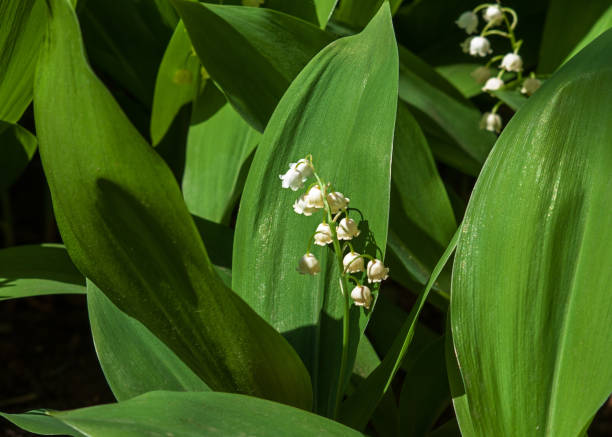 istock Lily of the valley flower (Lat. Convallaria) is white 1394114716
