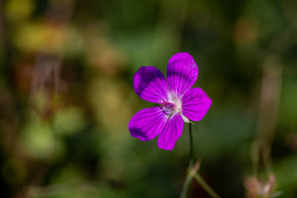 flowers captured in Bohinj valley Slovenia