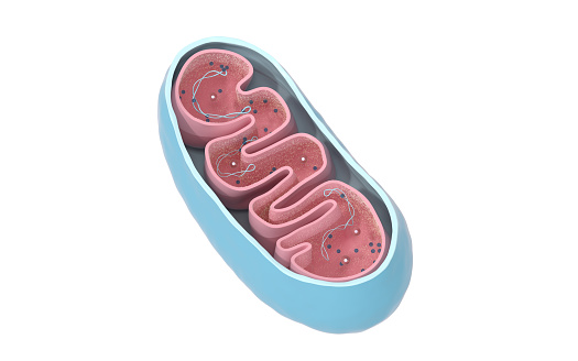 Vista transversal de mitocondrias. Infografía médica sobre fondo blanco, renderizado 3D. photo