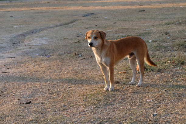 istock Close up thai street dog 1394117104