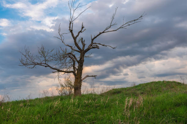 una collina solitaria in cima all'albero nudo. vecchio albero sul vento contro il drammatico cielo blu - anno foto e immagini stock