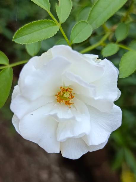 istock White Rose bloom in home garden 1394119103