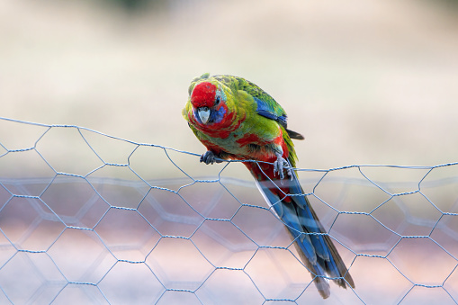 Baby Crimson Rosella  (Platycercus elegans) perched on a wire fence