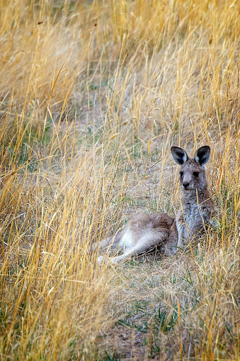 Eastern grey kangaroo resting in a paddock