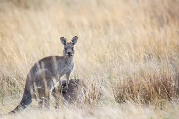 Photo of Eastern Grey Kangaroo