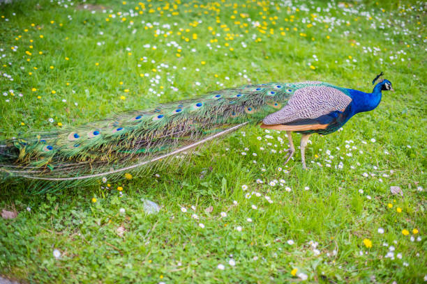 Portrait image of peacock head