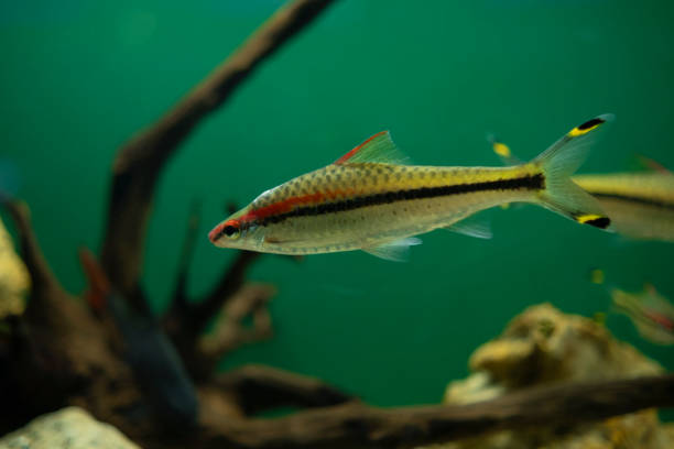 Sahyadria denisonii fish in the aquarium. Pet freshwater fish. puntius denisonii stock pictures, royalty-free photos & images
