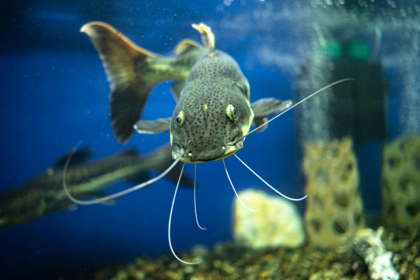 istock Silurus glanis fish in the aquarium. 1394125400