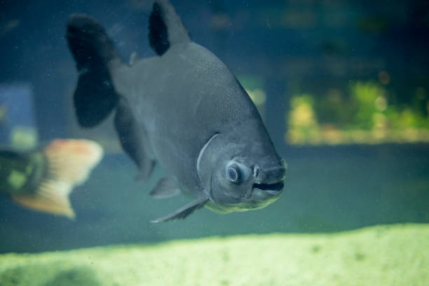 istock Brown pacu in the aquarium. 1394125458