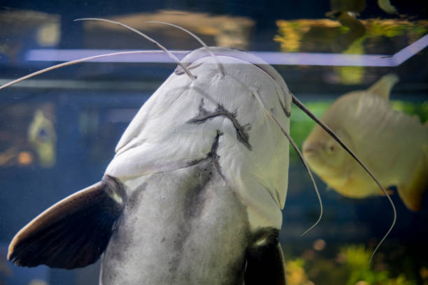 istock Catfish in the aquarium. 1394125461