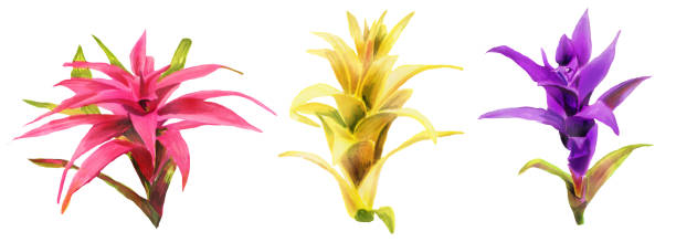 Horizontal  Watercolor hand painting illustration with   Bromeliaceae flowers. Spring or summer flowers for invitation, wedding or greeting card. Botanical illustration of a bromeliads Horizontal  Watercolor hand painting illustration with   Bromeliaceae flowers. Spring or summer flowers for invitation, wedding or greeting card. Botanical illustration of a bromeliads aechmea fasciata stock illustrations