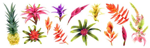 Set of Watercolor hand painting illustration with  pineapple and Bromeliaceae flowers. Spring or summer flowers for invitation, wedding or greeting card. Horizontal Botanical illustration of a bromeliads Set of Watercolor hand painting illustration with  pineapple and Bromeliaceae flowers. Spring or summer flowers for invitation, wedding or greeting card. Horizontal Botanical illustration of a bromeliads aechmea fasciata stock illustrations