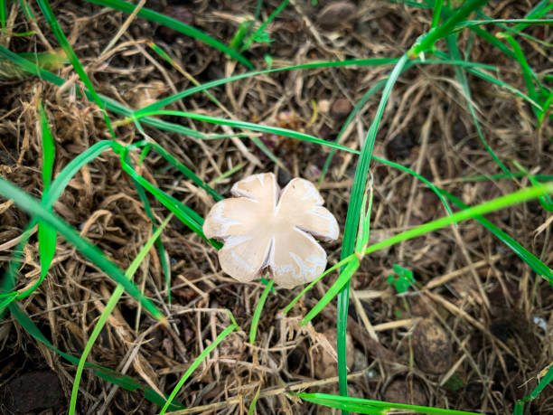 istock Wild Bolbitiaceae mushroom. 1394127757
