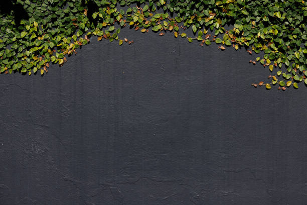 Section of a wall with vines growing across.