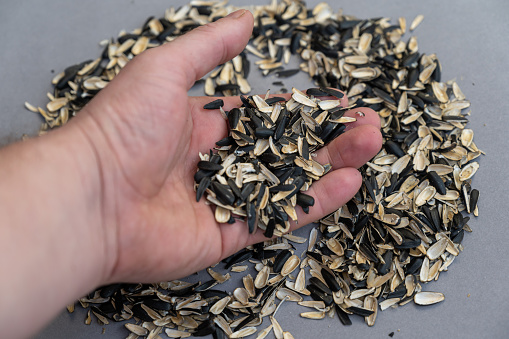 A man's hand holds piles of sunflower seed husks. Empty Black and white husk of roasted sunflower seeds against a gray background. Abstract multitasking background.