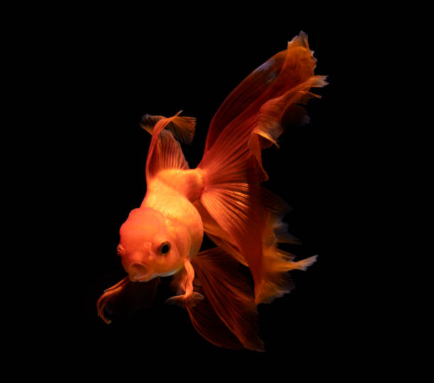 istock goldfish isolated on a dark black background 1394127925