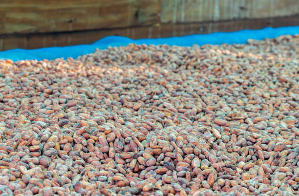 istock Organic cocoa beans sun drying on a farm 1394127985