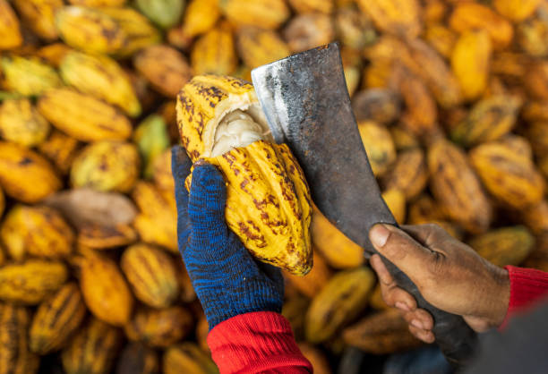 istock Cocoa beans and cocoa pod on a wooden surface. 1394127994