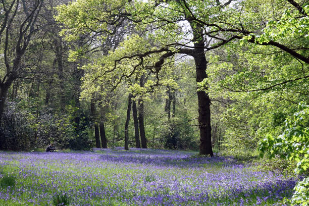 istock Bluebell in public park Sorghvliet 1394128158