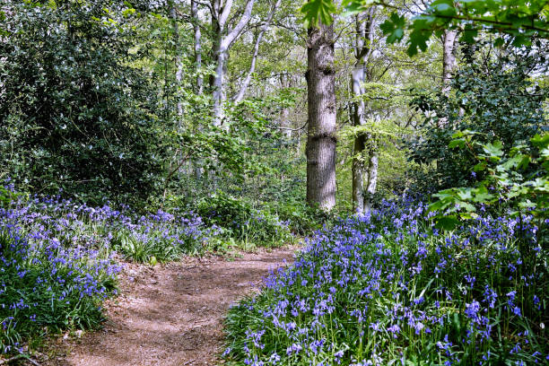 istock Bluebells in public park Sorghvliet 1394128244