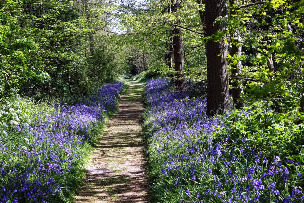 istock Bluebells in public park Sorghvliet 1394128312