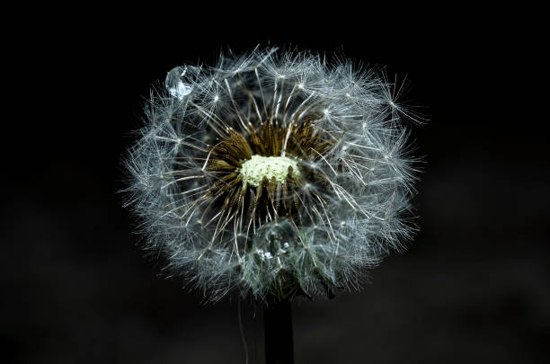 istock FLOR SILVESTRE / WILD FLOWER 1394128390