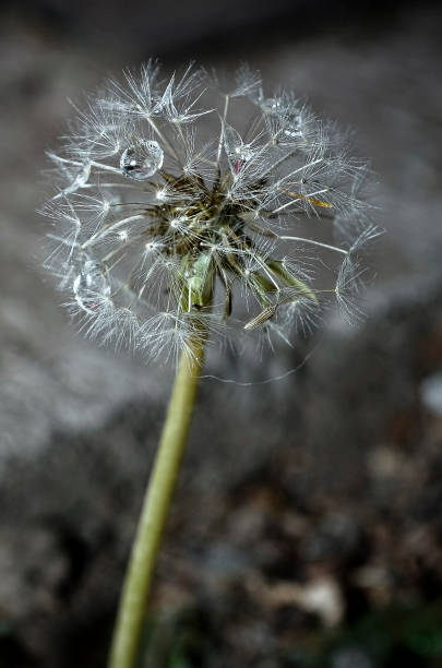 istock FLOR SILVESTRE / WILD FLOWER 1394128391
