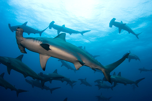 Grupo de tiburones martillo nadando en el océano. photo