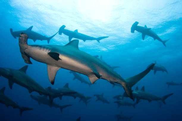 gruppo di squali martello che nuotano nell'oceano. - squalo foto e immagini stock