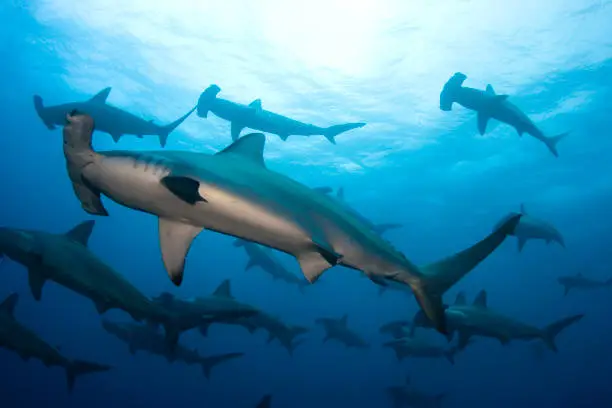 Group of hammerheads swimming in the ocean.