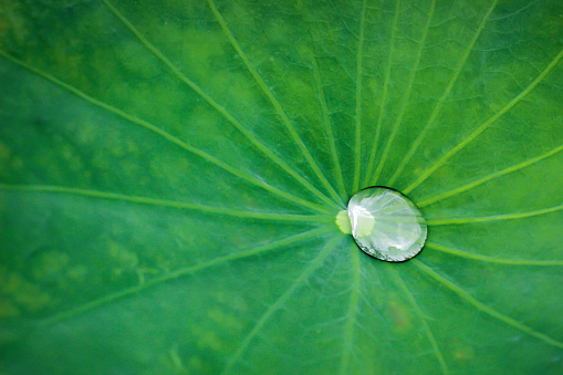 lotus leaf with raindrops after the rain has stopped